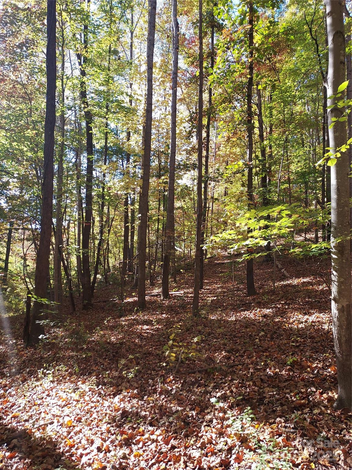 5-acres 5-acres Blue Ridge Trail Columbus, NC 28722 - Photo 8 of 21 a backyard of a house with lots of green space
