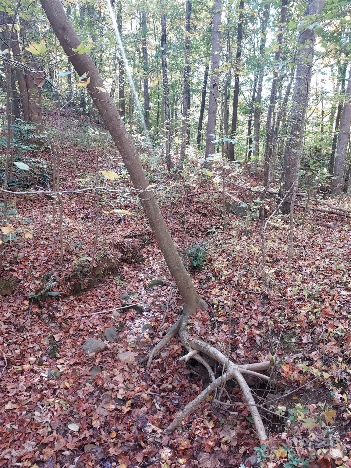 5-acres 5-acres Blue Ridge Trail Columbus, NC 28722 - Photo 9 of 21 a view of a yard with plants and trees