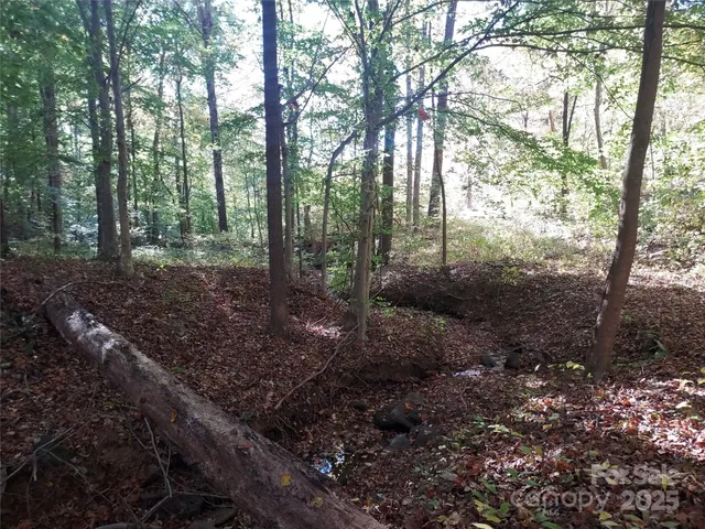 a view of a forest that has large trees