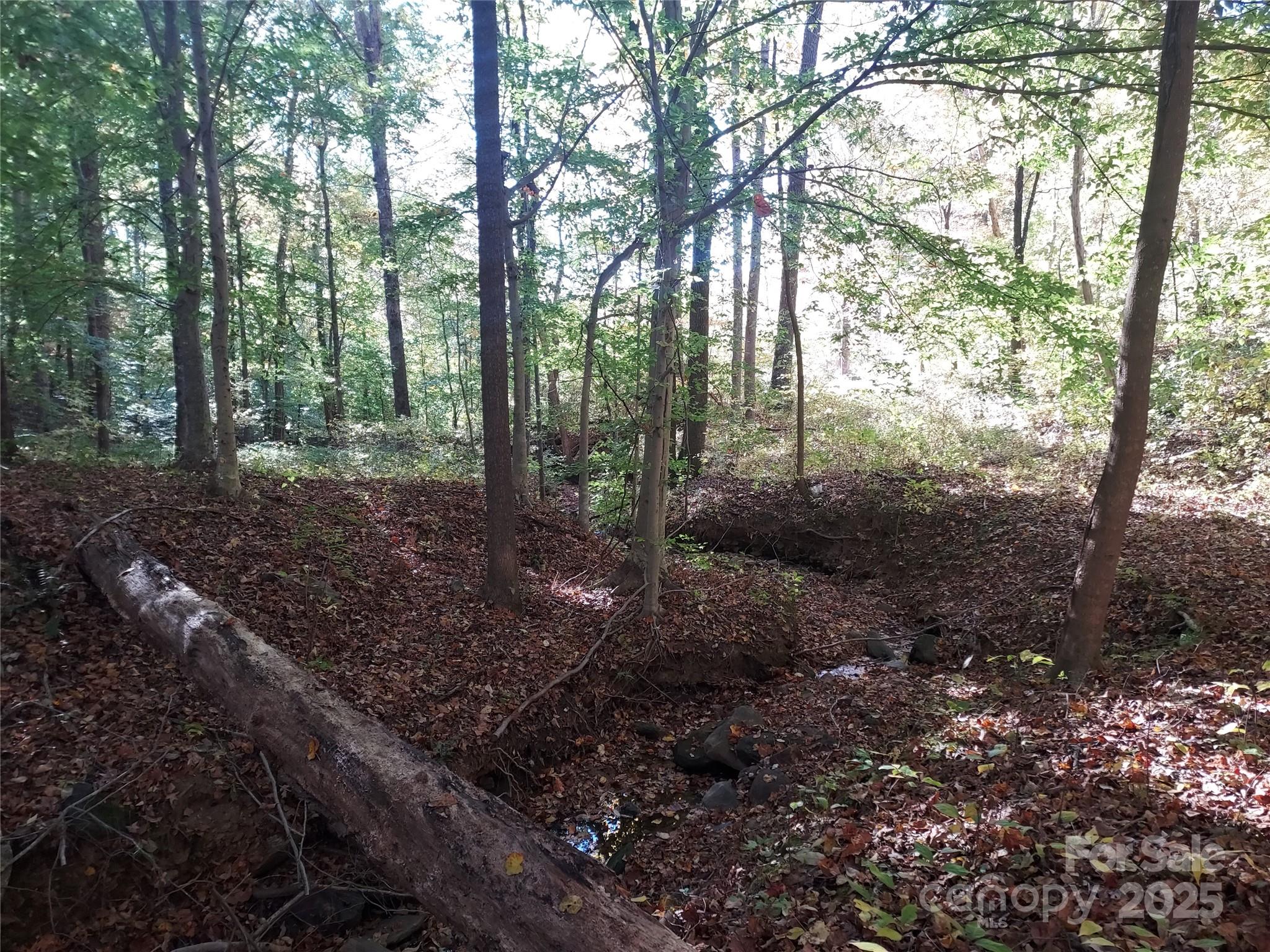5-acres 5-acres Blue Ridge Trail Columbus, NC 28722 - Photo 10 of 21 a view of a forest that has large trees
