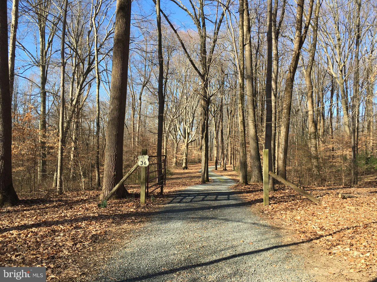 Tree Lined Drive