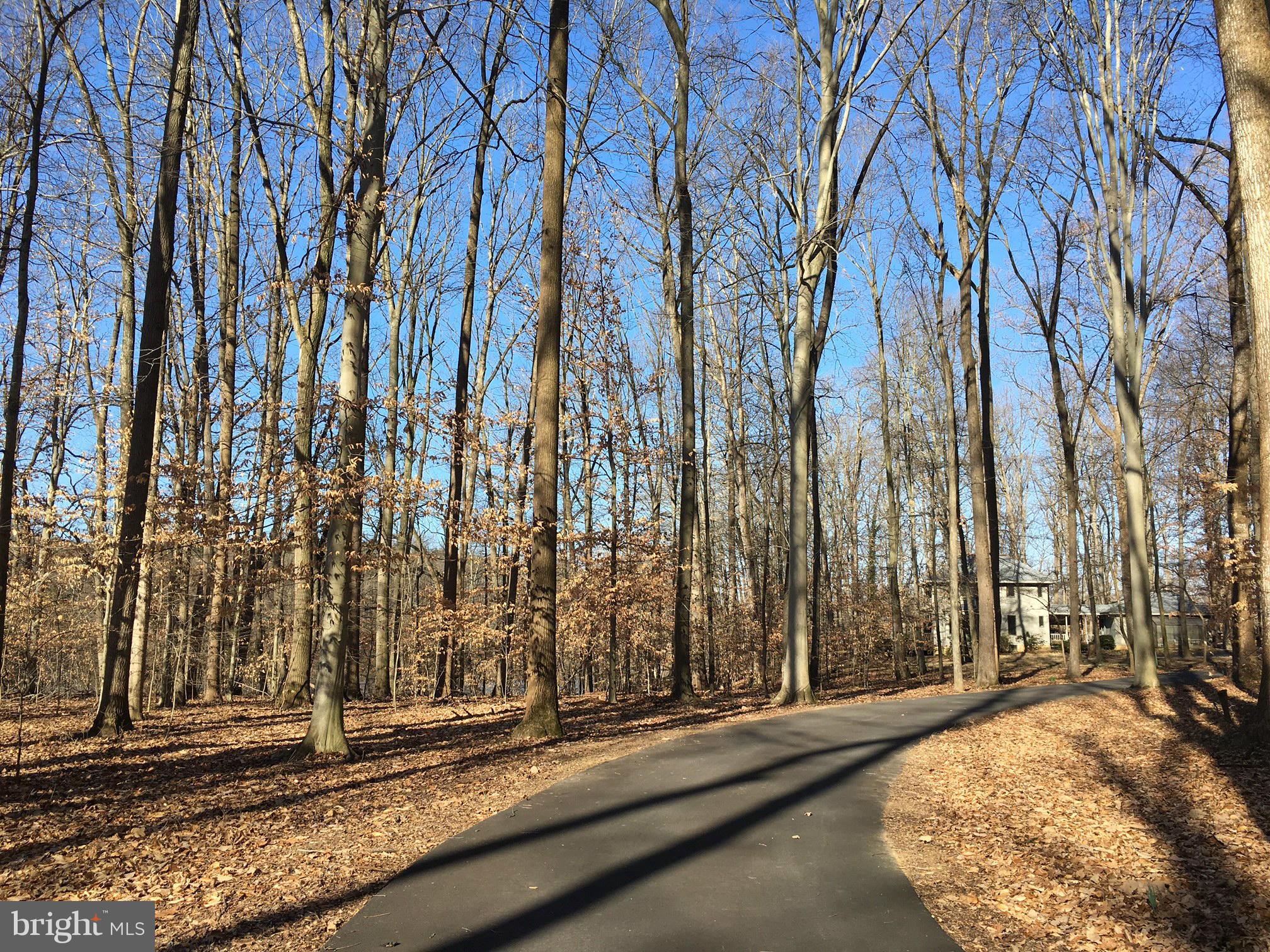 Tree Lined Drive
