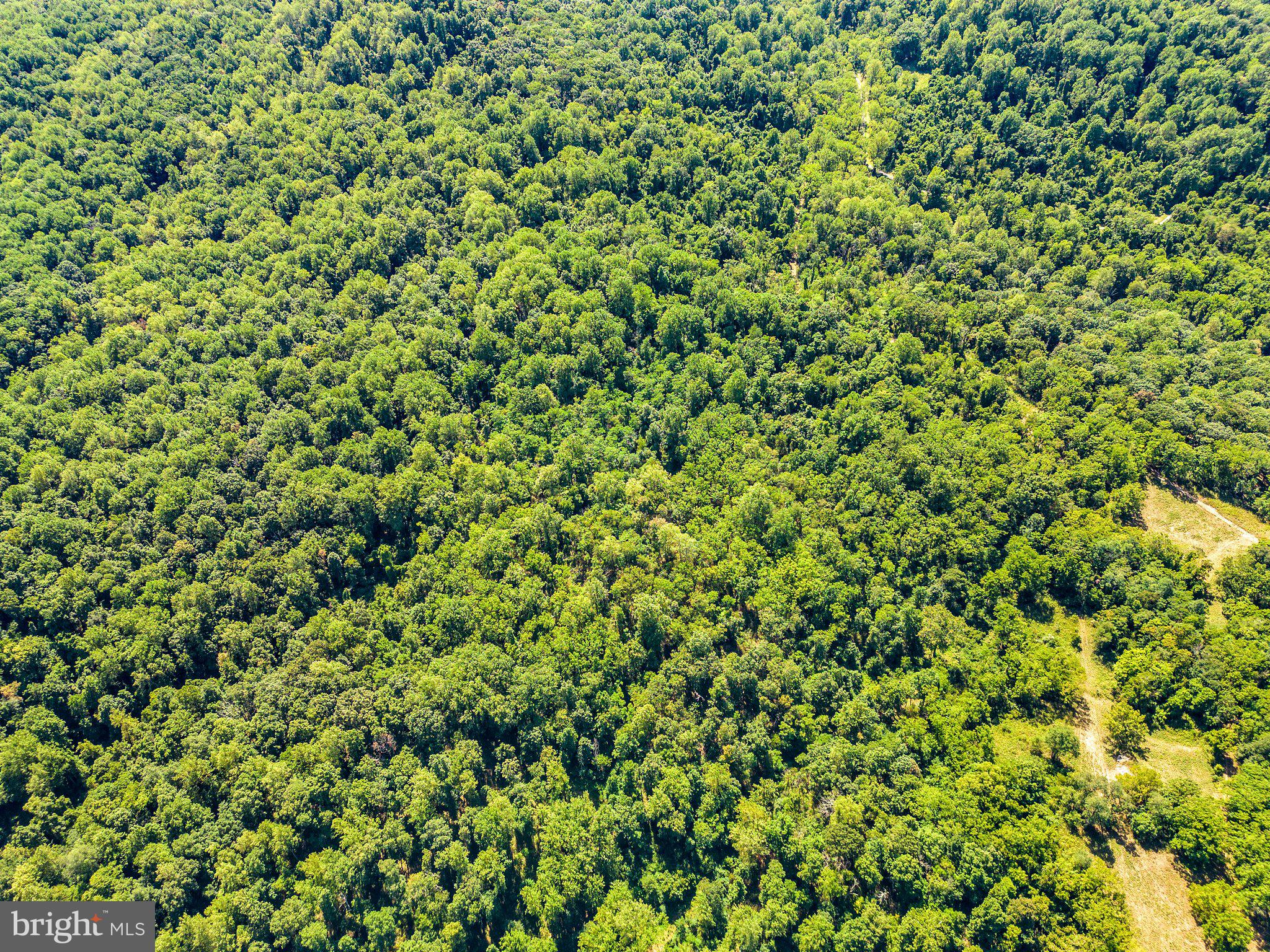 Apple Manor Road Delaplane, VA 20144 - Photo 5 of 14 Dense forest with mature hardwoods