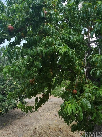 12285 Golden View Road Pinon Hills, CA 92372 - Photo 11 of 33 a view of a tree