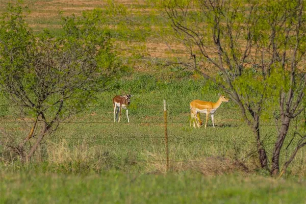 $6,000,000 | 1952 Fm 1689, Comanche, TX 76442