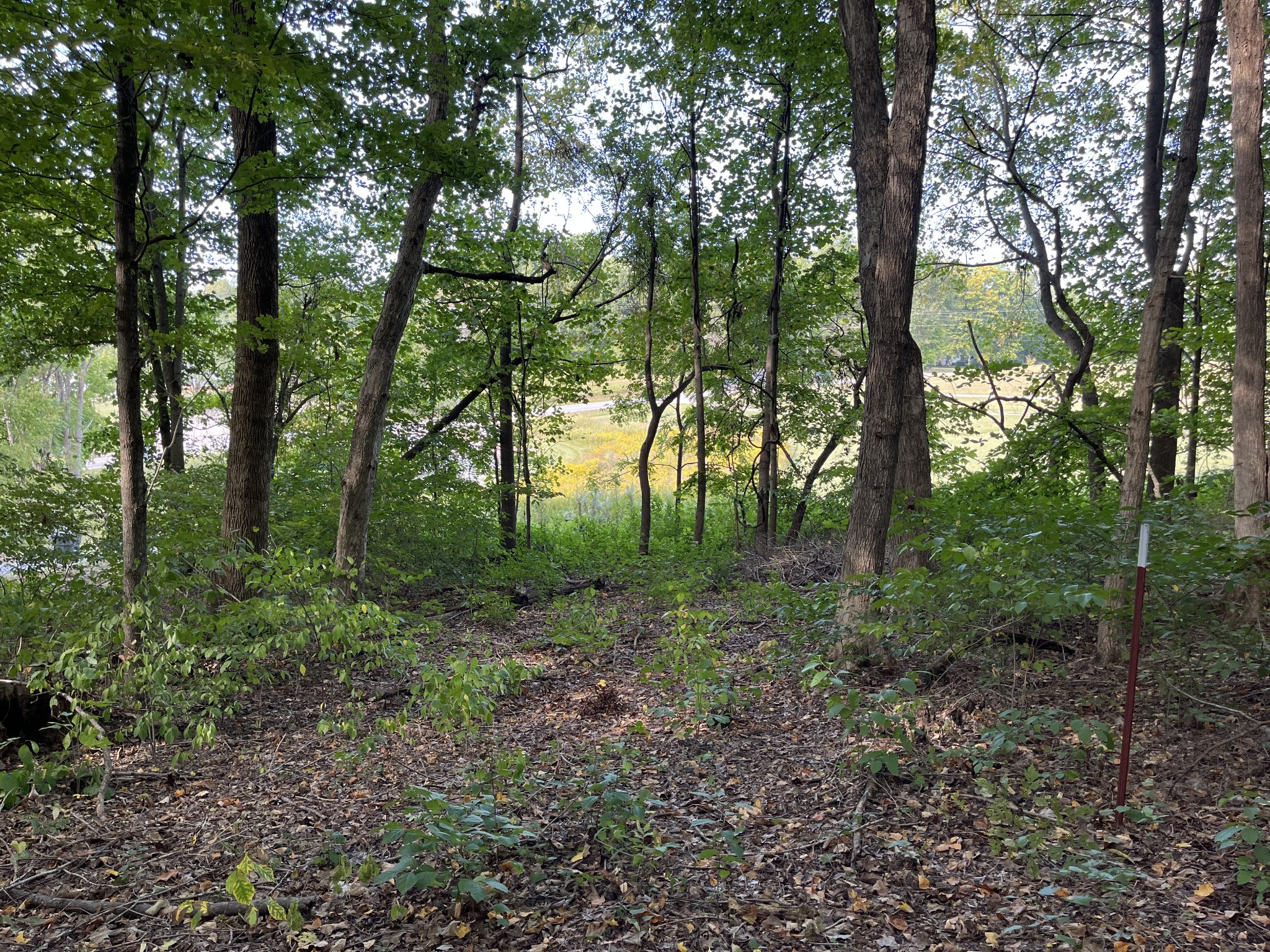 4703 Mt Zion Road Springfield, TN 37172 - Photo 3 of 8 a view of a forest that has large trees