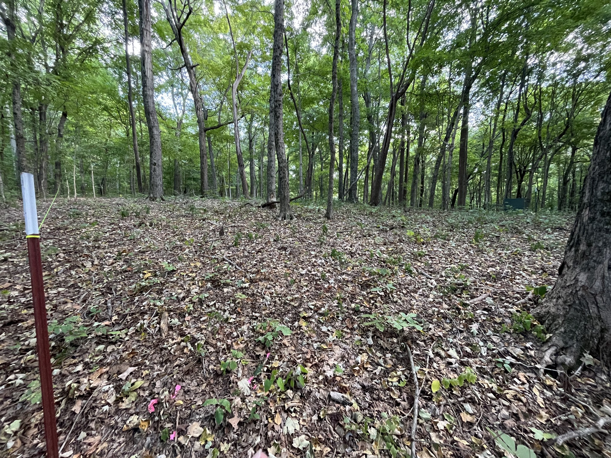 4703 Mt Zion Road Springfield, TN 37172 - Photo 4 of 8 a view of a large yard with lots of green space