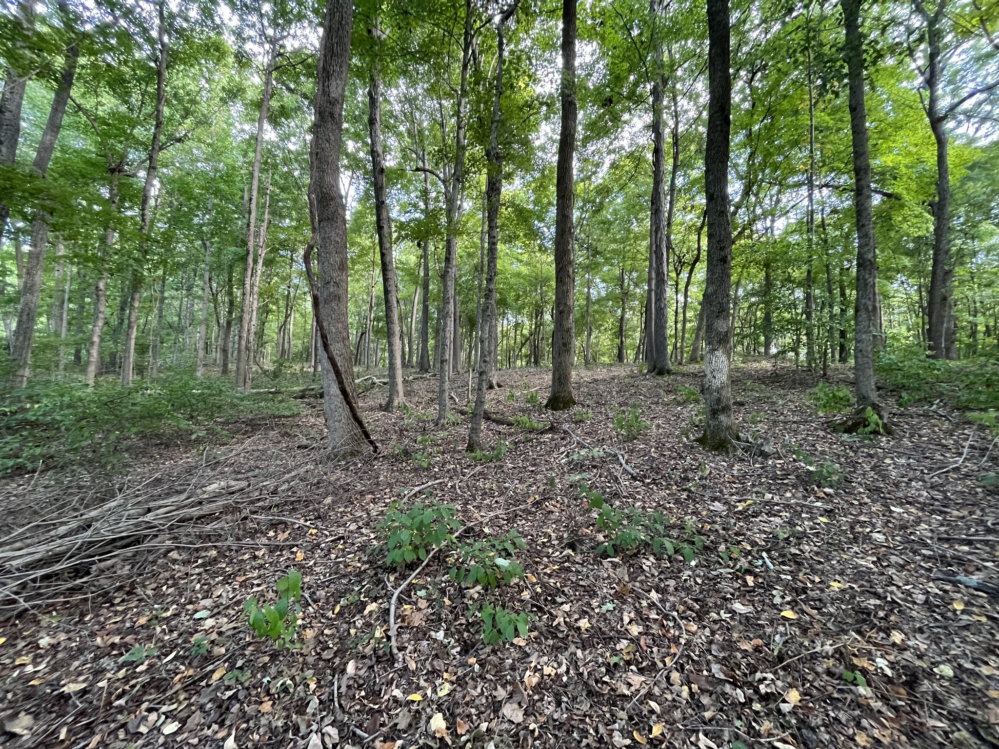 4703 Mt Zion Road Springfield, TN 37172 - Photo 5 of 8 a backyard of a house with lots of green space