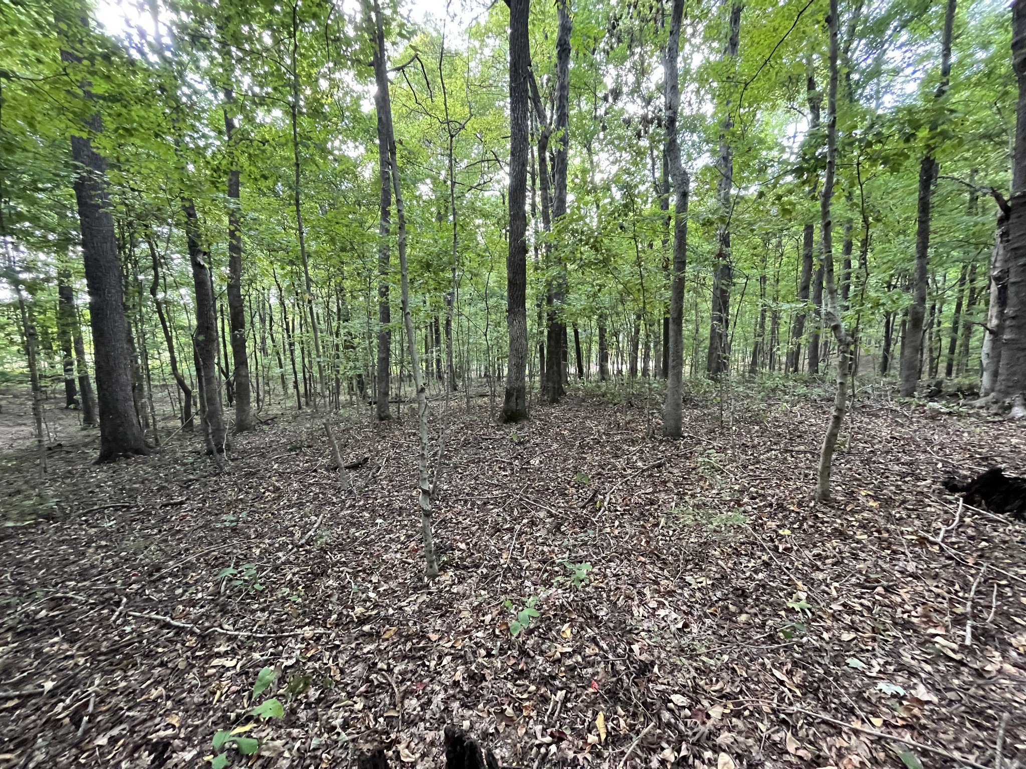 4703 Mt Zion Road Springfield, TN 37172 - Photo 6 of 8 a view of a forest with trees