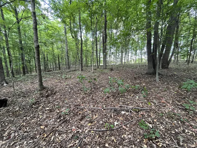 a view of outdoor space and tree