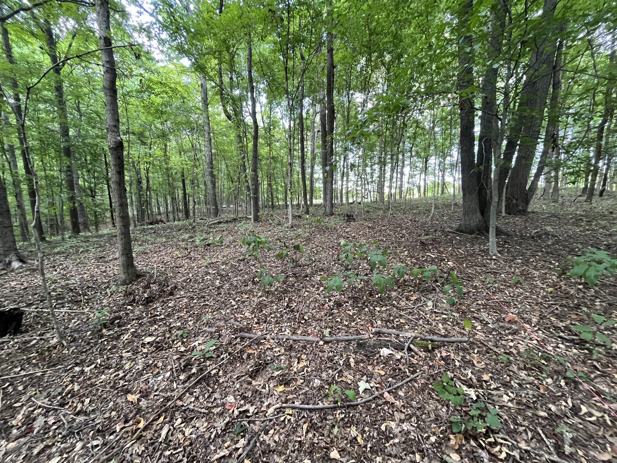 4703 Mt Zion Road Springfield, TN 37172 - Photo 7 of 8 a view of outdoor space and tree
