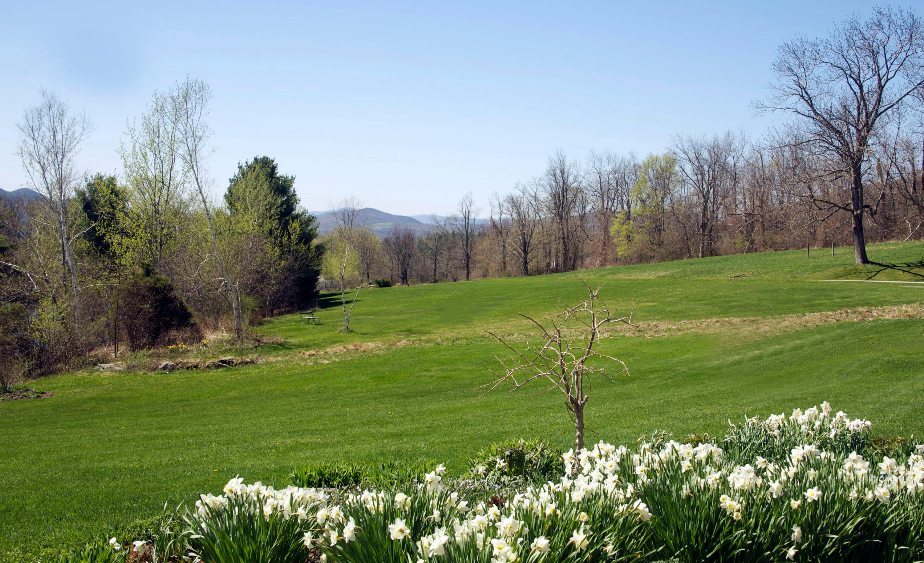 178 Perry Peak Road Richmond, MA 01254 - Photo 7 of 13 a yard with lots of green space and trees