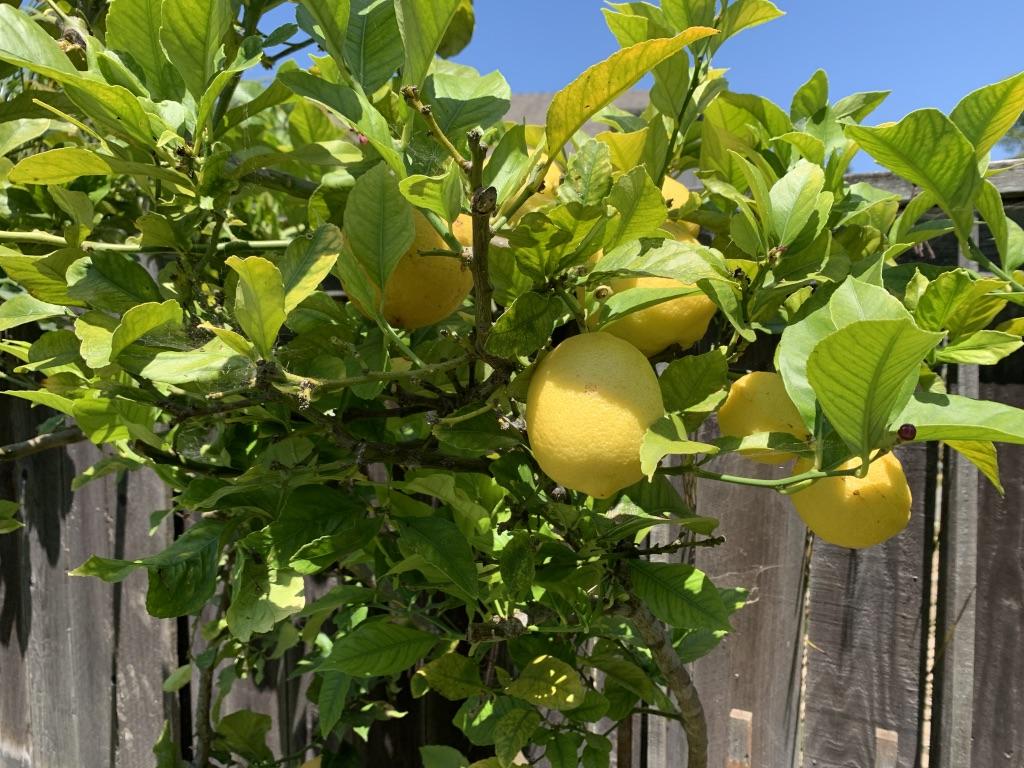 5450 Hales Lane Carpinteria, CA 93013 - Photo 15 of 20 Lemon Tree