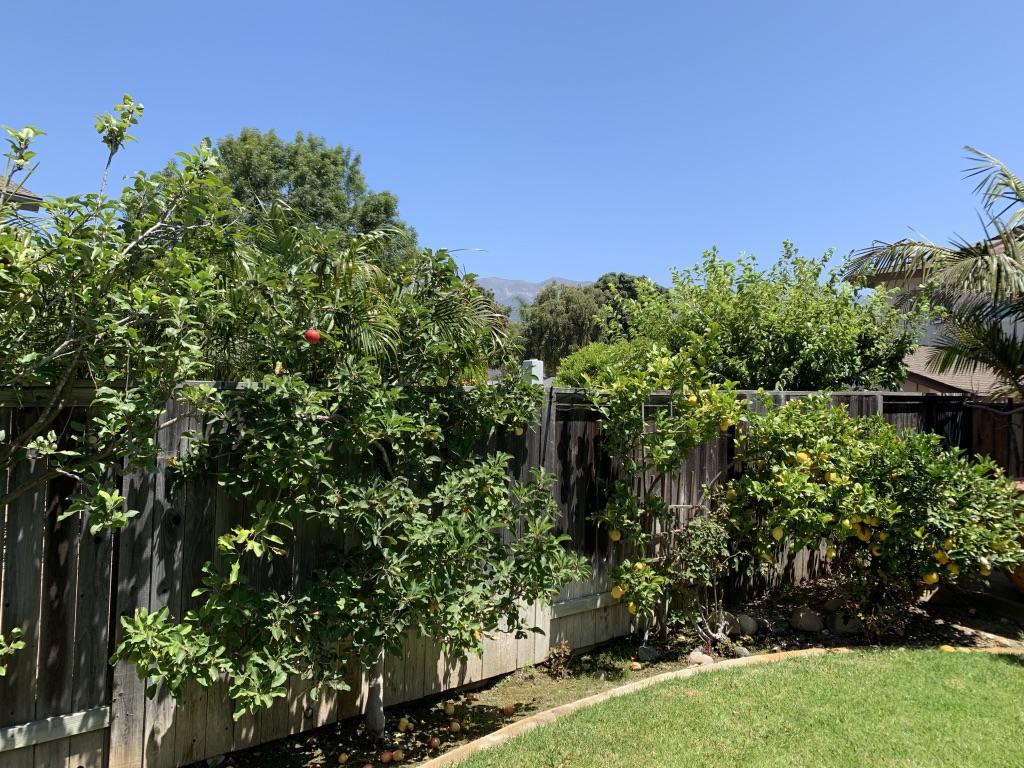 5450 Hales Lane Carpinteria, CA 93013 - Photo 16 of 20 Back Garden