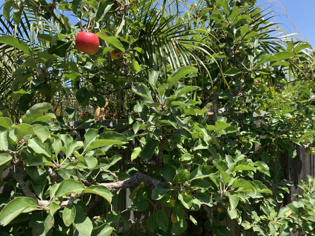 5450 Hales Lane Carpinteria, CA 93013 - Photo 17 of 20 Apple Tree