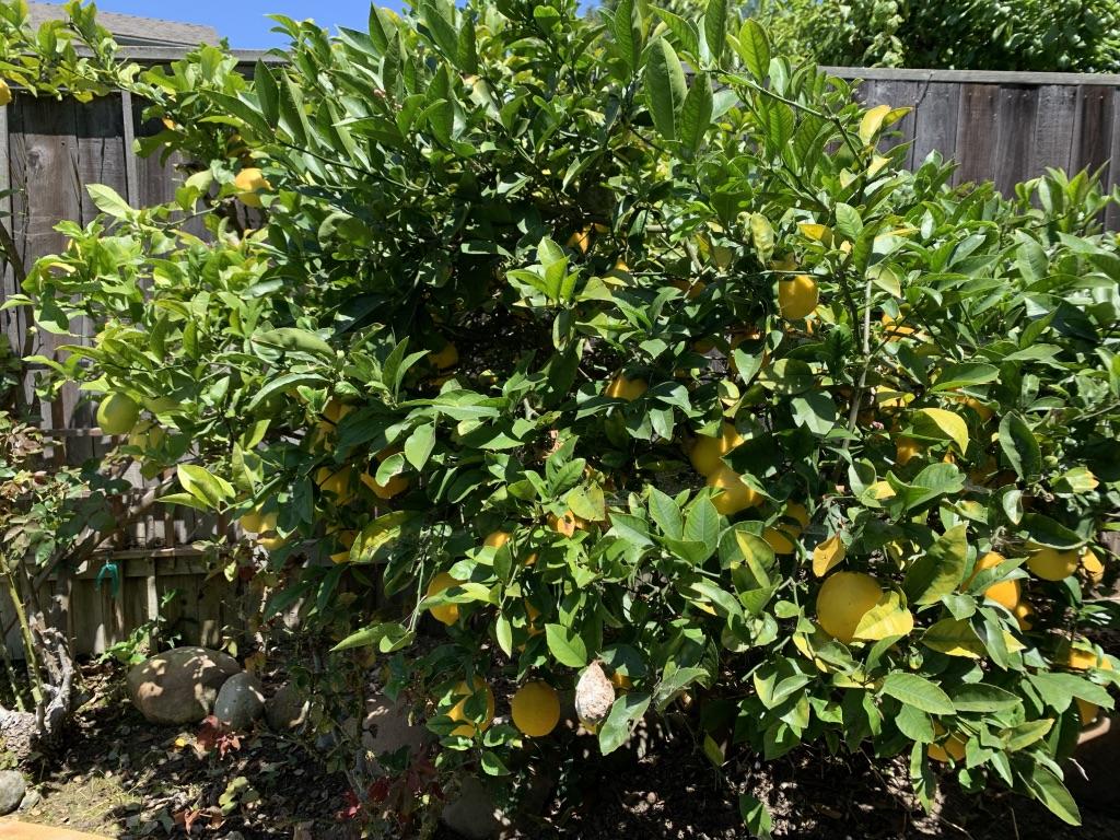 5450 Hales Lane Carpinteria, CA 93013 - Photo 18 of 20 Fruit Trees