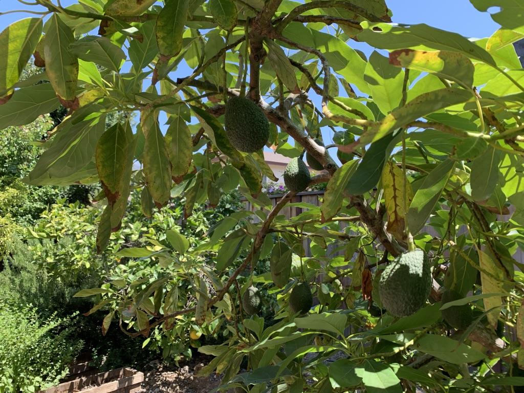 5450 Hales Lane Carpinteria, CA 93013 - Photo 19 of 20 Fruit Tree