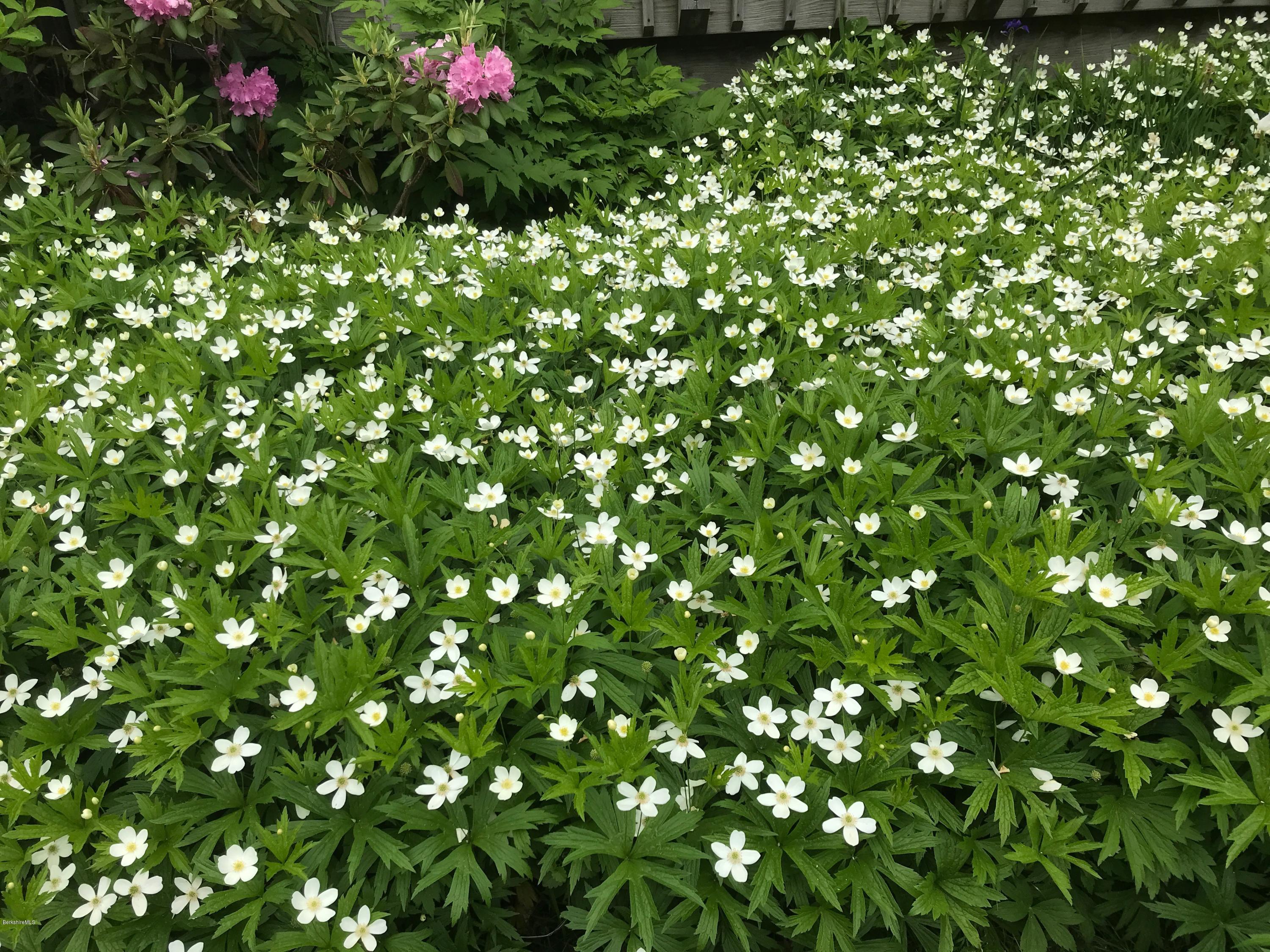 664 State Road North Adams, MA 01247 - Photo 8 of 26 beautiful gardens
