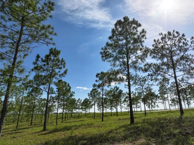 a park with lots of trees and plants