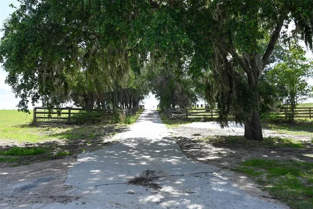 a view of a yard with plants and large trees