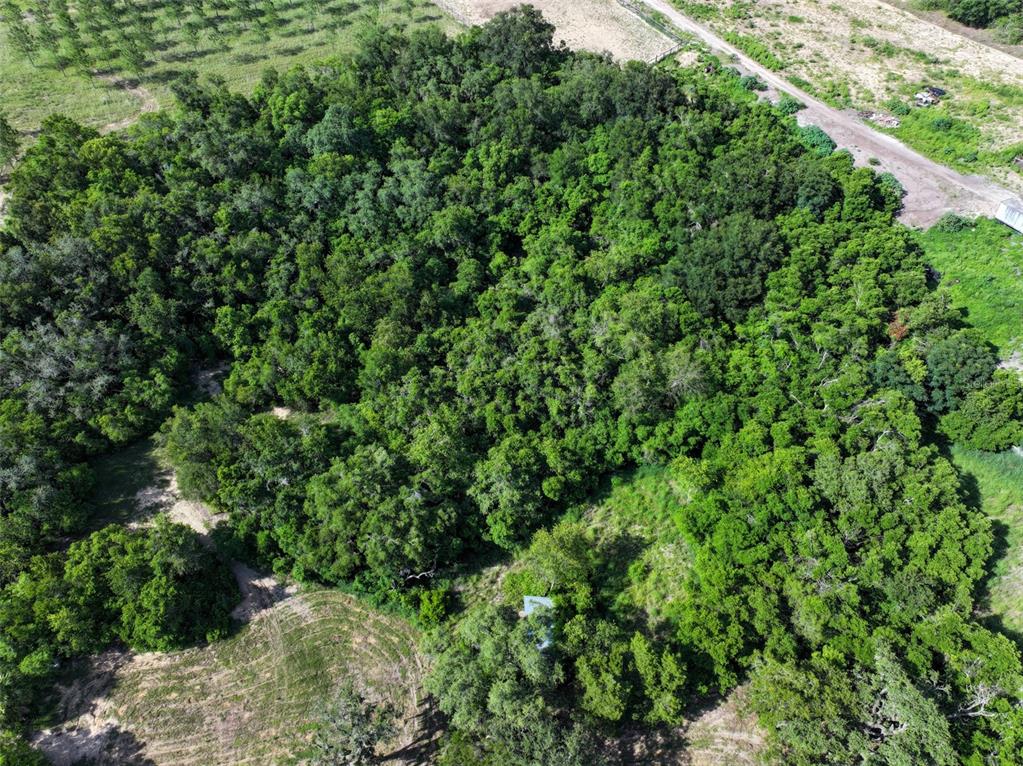 4501 Detour Road Haines City, FL 33844 - Photo 49 of 65 a view of a lush green forest with lots of trees