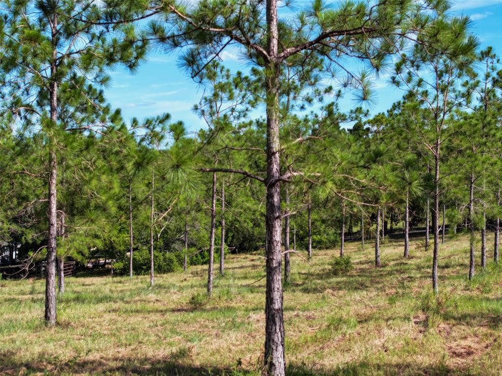 4501 Detour Road Haines City, FL 33844 - Photo 55 of 65 a view of a park