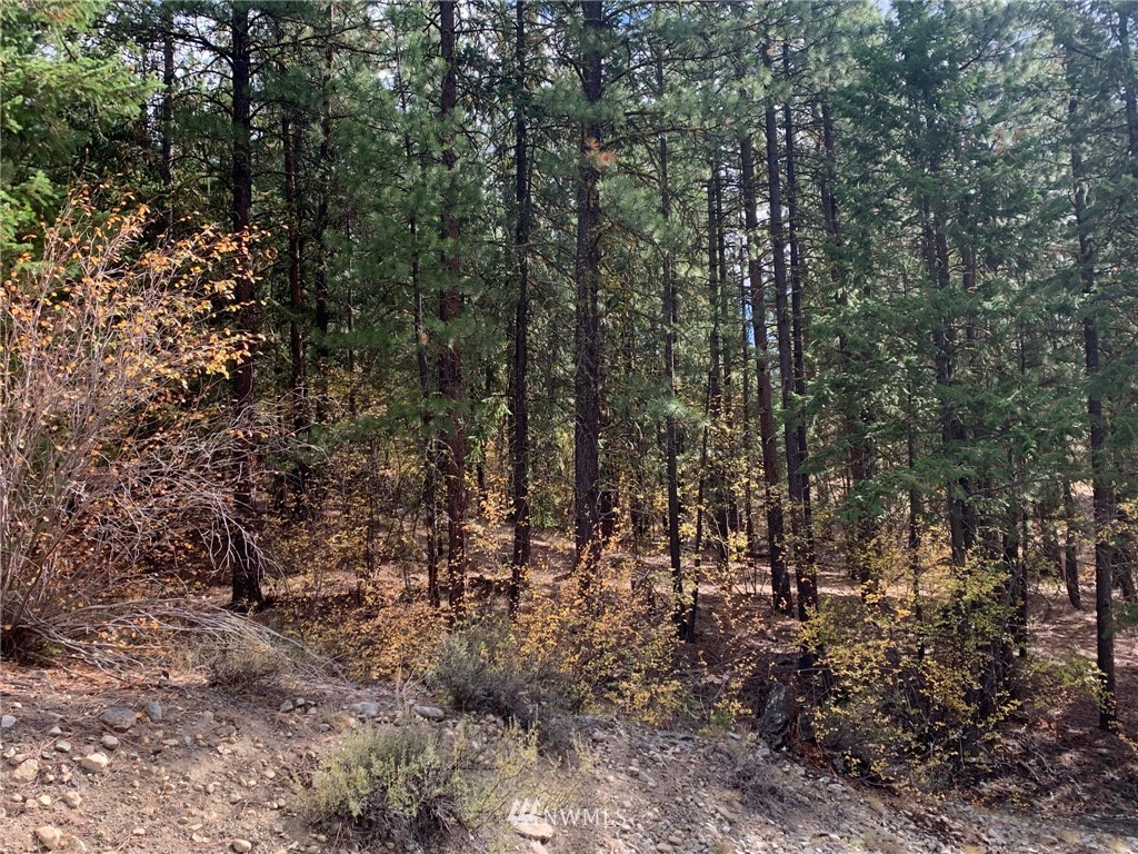 29 Cassal Road Winthrop, WA 98862 - Photo 12 of 19 a view of a forest with trees