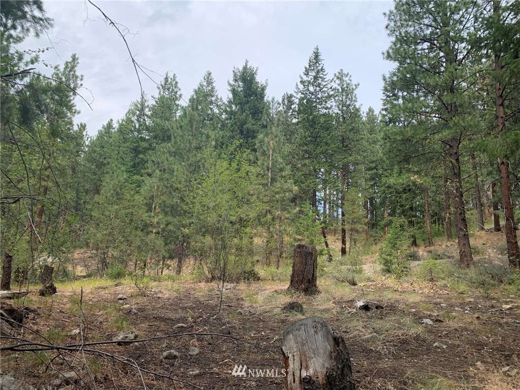 29 Cassal Road Winthrop, WA 98862 - Photo 13 of 19 a view of a forest filled with trees