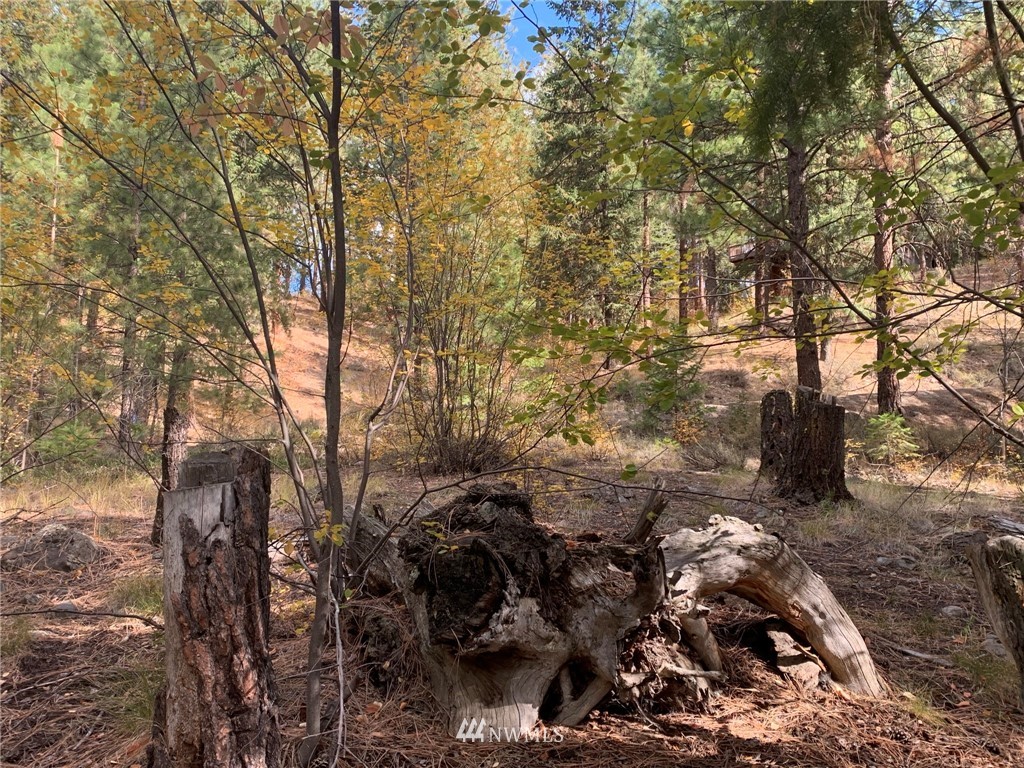 29 Cassal Road Winthrop, WA 98862 - Photo 14 of 19 a view of a forest with lots of trees