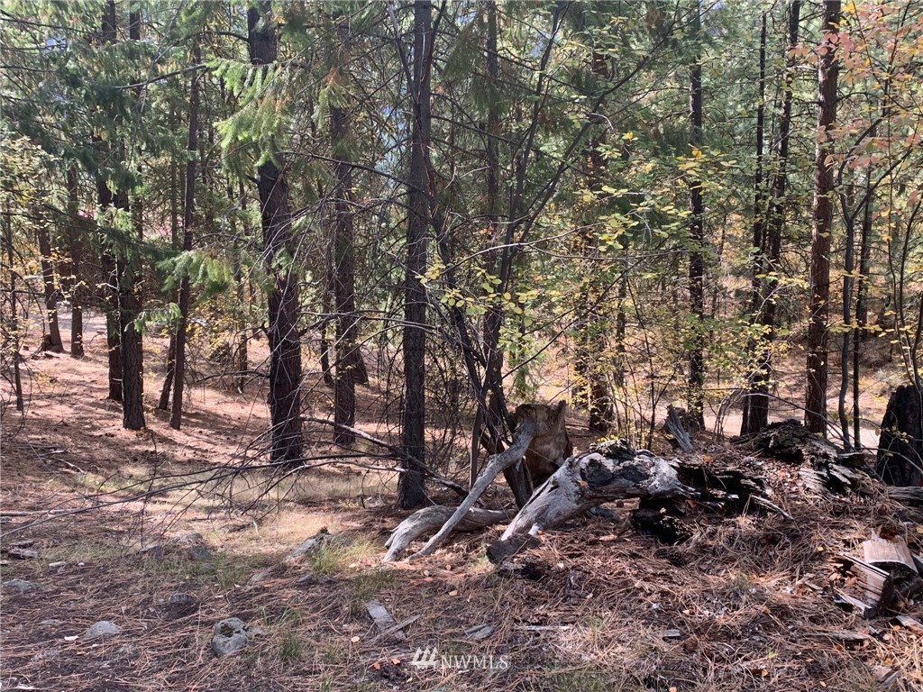 29 Cassal Road Winthrop, WA 98862 - Photo 15 of 19 a view of a forest with lots of trees