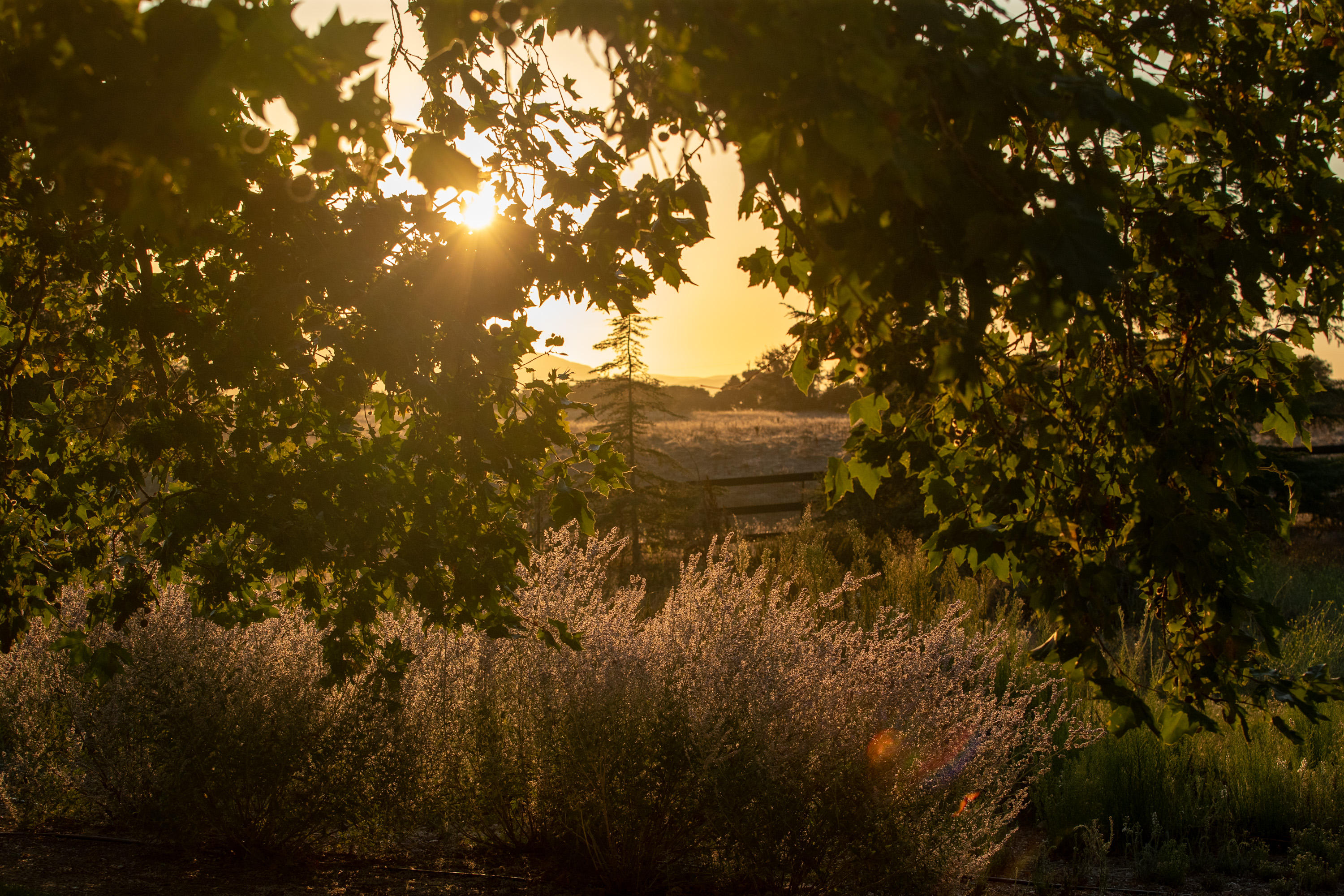 705 Mesa Drive Solvang, CA 93463 - Photo 15 of 22 a view of lake from window