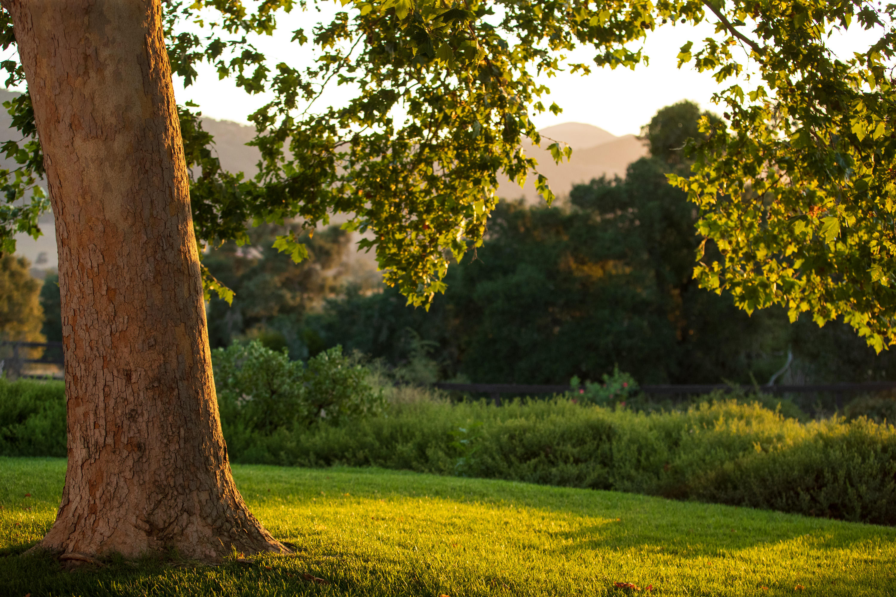 705 Mesa Drive Solvang, CA 93463 - Photo 20 of 22 a view of a yard with a tree