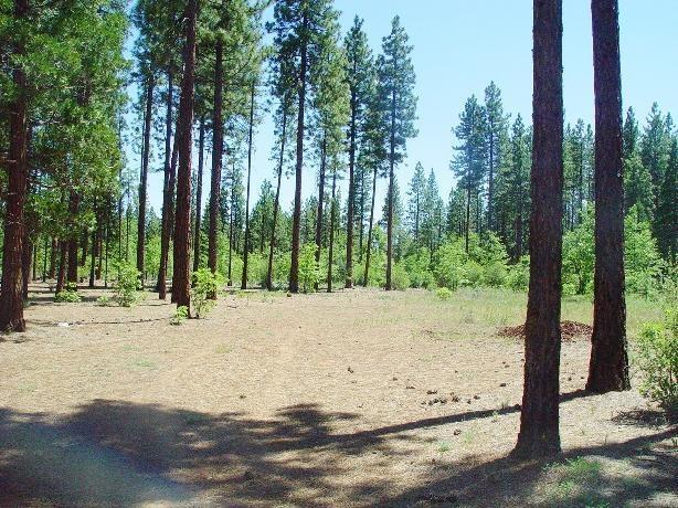 45049 Pine Shadows Road McArthur, CA 96056 - Photo 4 of 10 p4