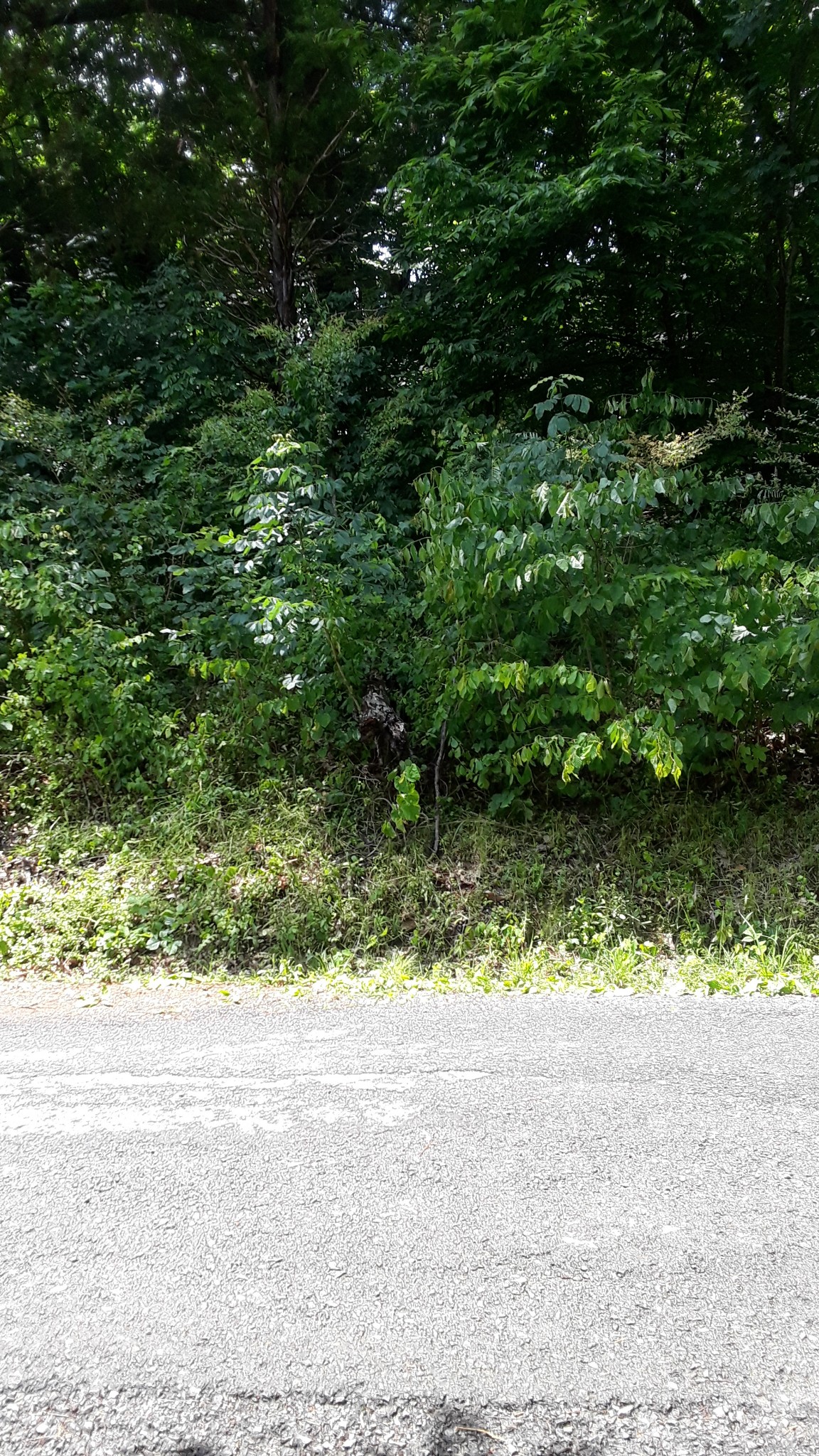 0 Hickman Creek Road Dover, TN 37058 - Photo 3 of 4 Gallery Image 3