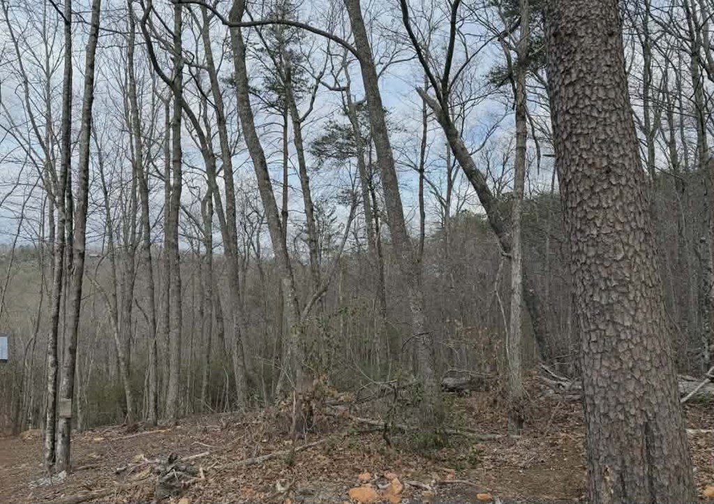 B2 Mountain Ridge Blue Ridge, GA 30513 - Photo 2 of 6 a view of forest