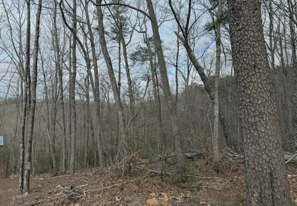 B2 Mountain Ridge Blue Ridge, GA 30513 - Photo 5 of 6 a view of forest