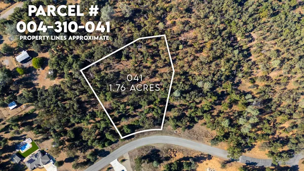 a picture of a tree in a backyard