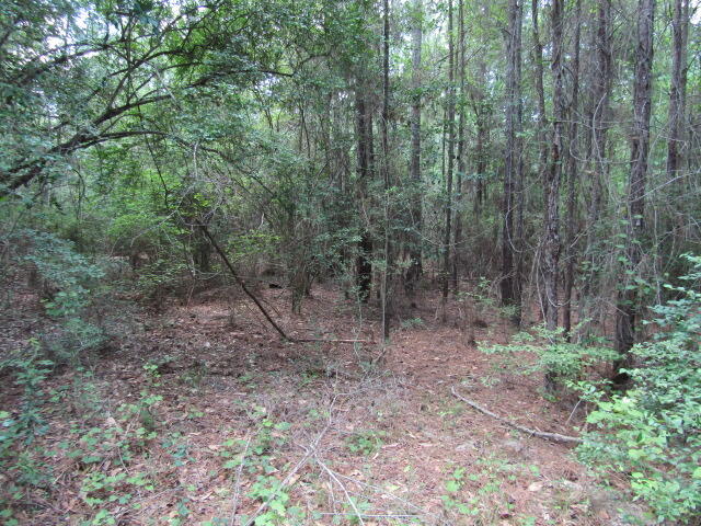 10 Bullard Church Road Baker, FL 32531 - Photo 3 of 5 a view of a forest with trees in the background