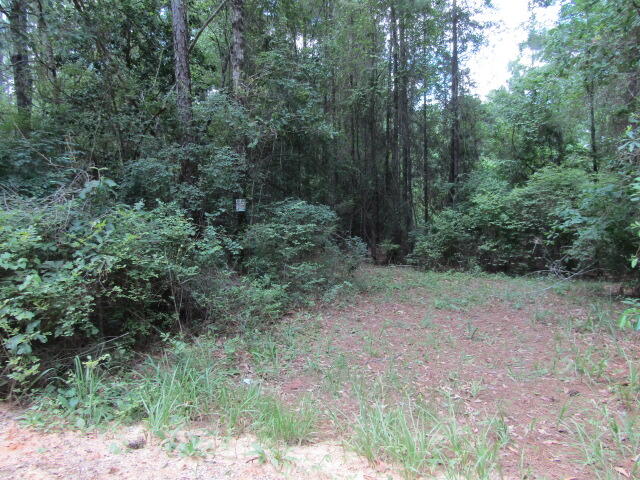 10 Bullard Church Road Baker, FL 32531 - Photo 4 of 5 a view of a forest with trees in the background