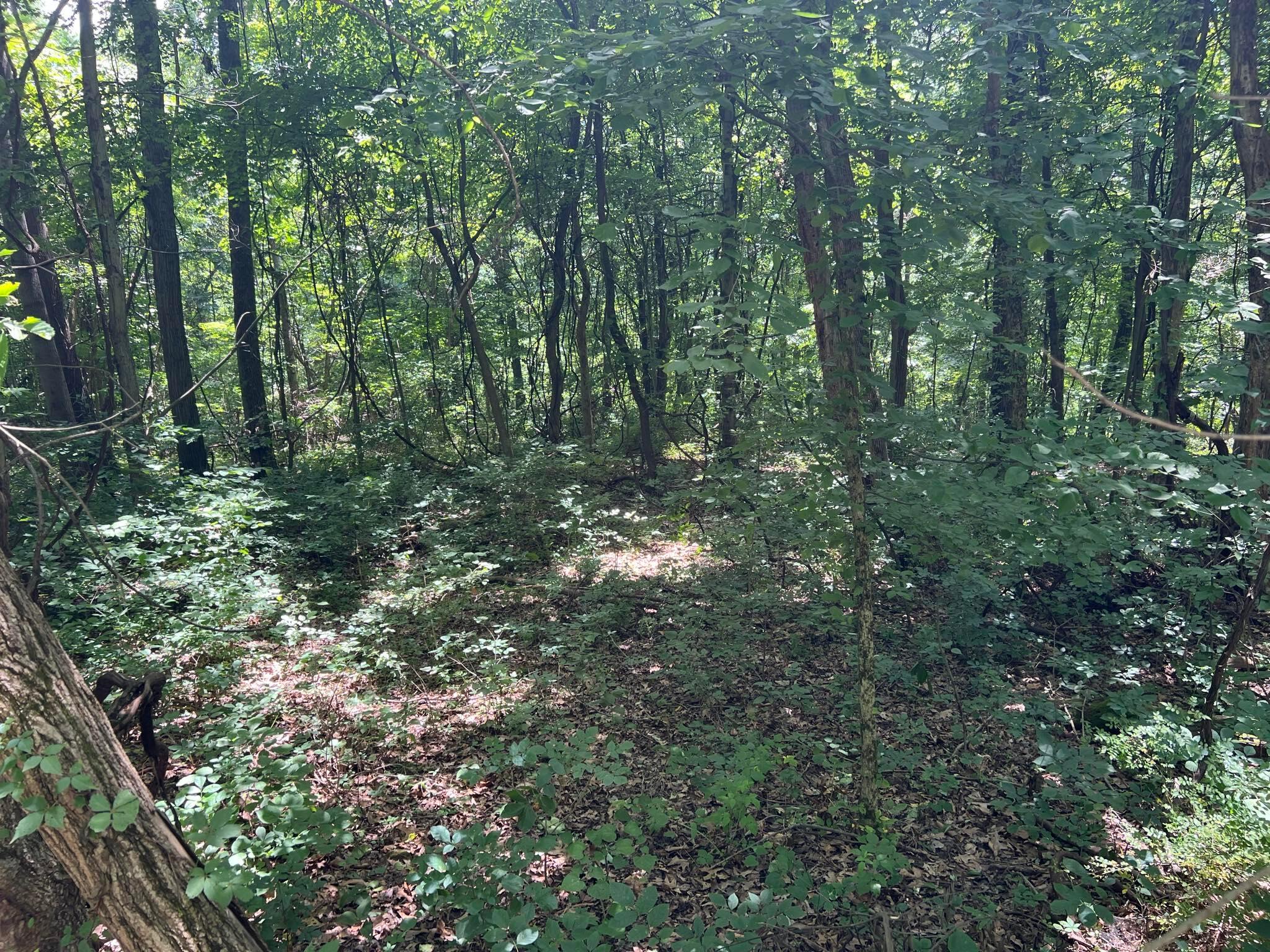 9951 Dozer Ridge Road Blue Rock, OH 43720 - Photo 11 of 14 Woods - 9951 Dozer Ridge Road, Blue Rock, OH 43720