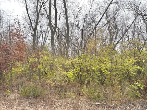 a view of a yard with plants and trees