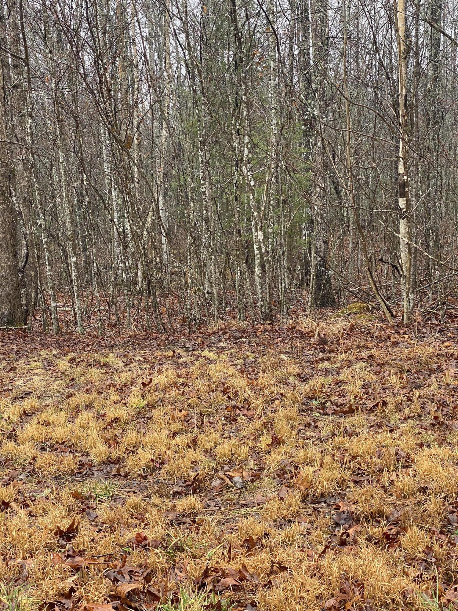 Goad Mill Lane Road Allardt, TN 38504 - Photo 6 of 8 97552D6E-5BCB-4855-92BD-8BE83C324779