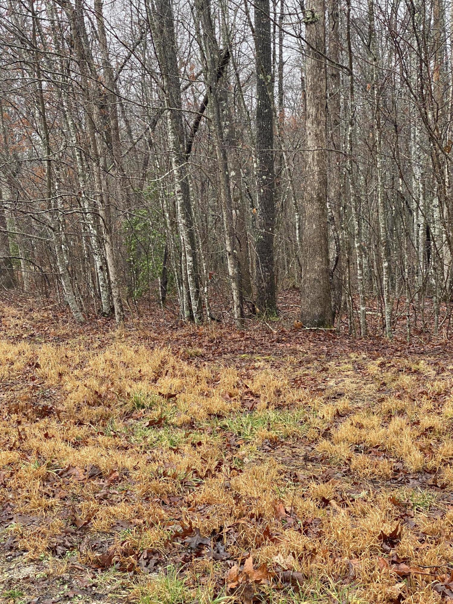 Goad Mill Lane Road Allardt, TN 38504 - Photo 7 of 8 7C42A7E4-B8CD-4238-9C54-239C7411DAB7