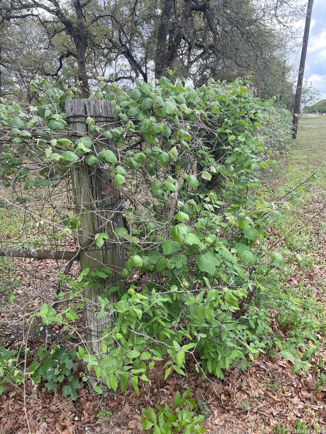 135 Pullman Road La Vernia, TX 78121 - Photo 40 of 51