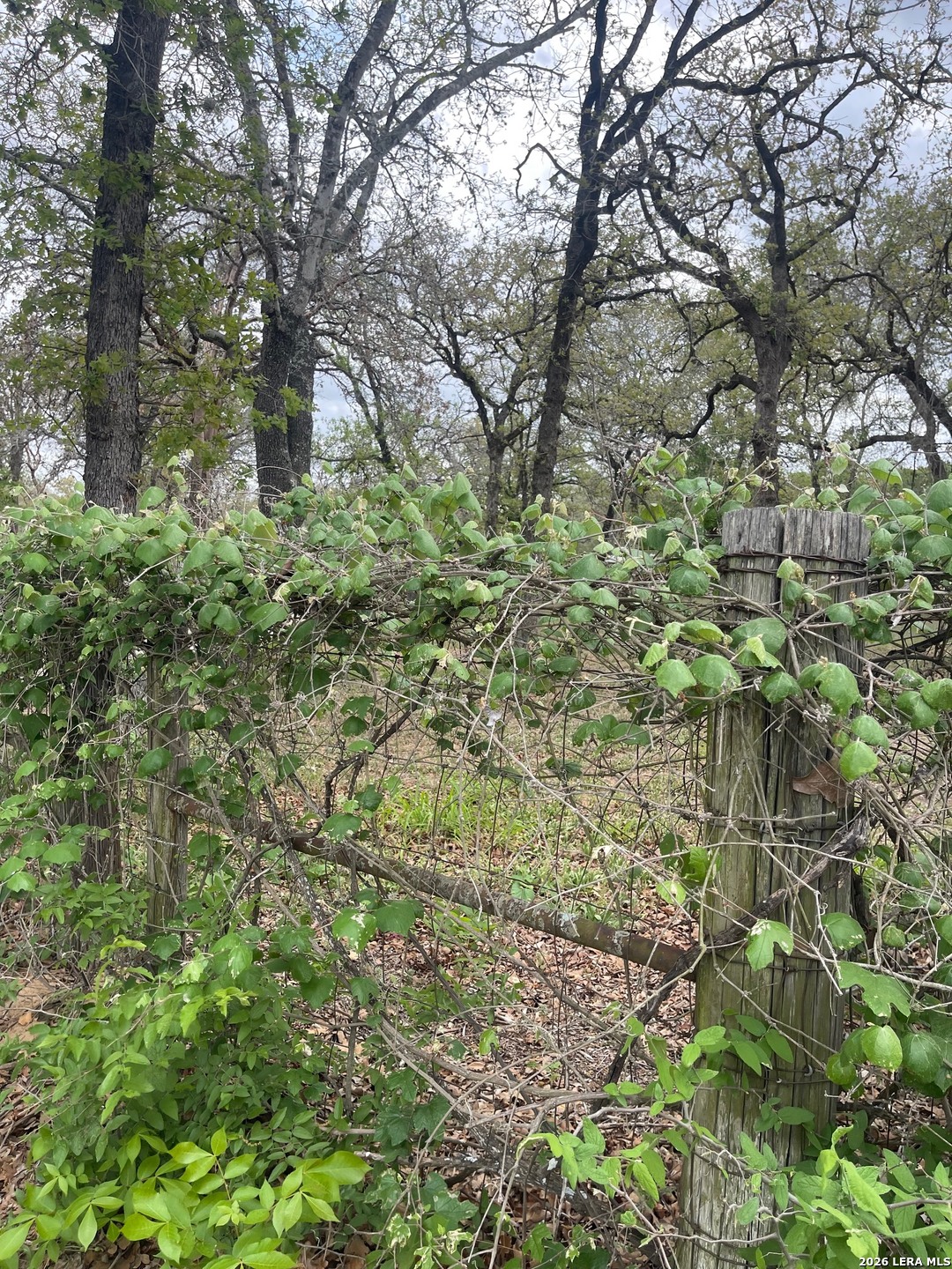 135 Pullman Road La Vernia, TX 78121 - Photo 41 of 51