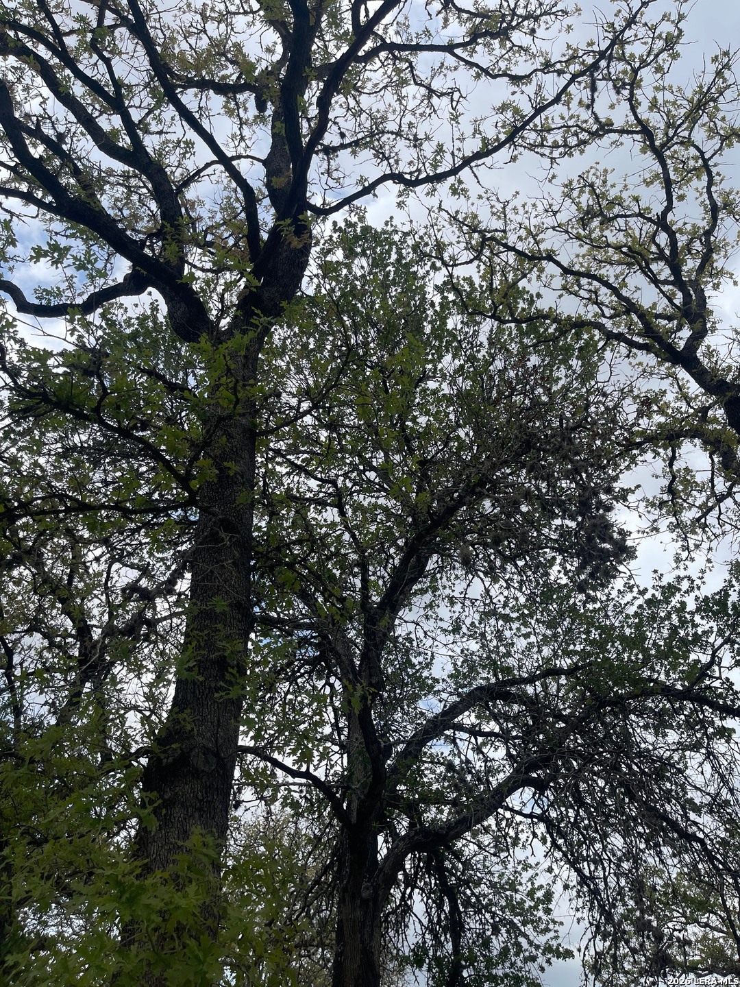 135 Pullman Road La Vernia, TX 78121 - Photo 42 of 51