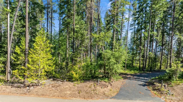 a view of backyard and trees