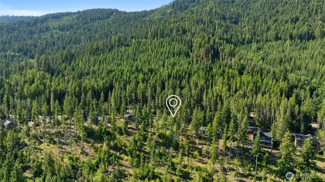 a view of a lush green forest with trees in the background