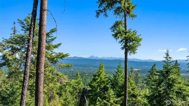 a view of a lush green forest