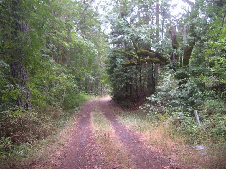 9237 Holland Loop Road Cave Junction, OR 97523 - Photo 22 of 25 a view of a forest with trees in the background